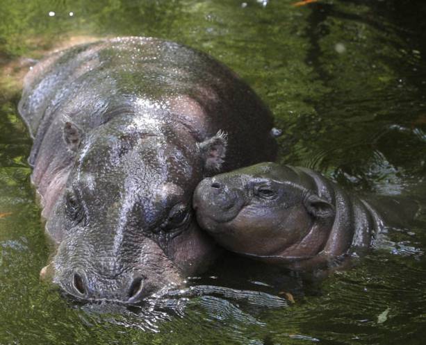 2.	Hà mã Sapo tập bơi lần đầu tiên với mẹ Flora tại vườn thú Whipsnade, Bedfordshire (Anh).