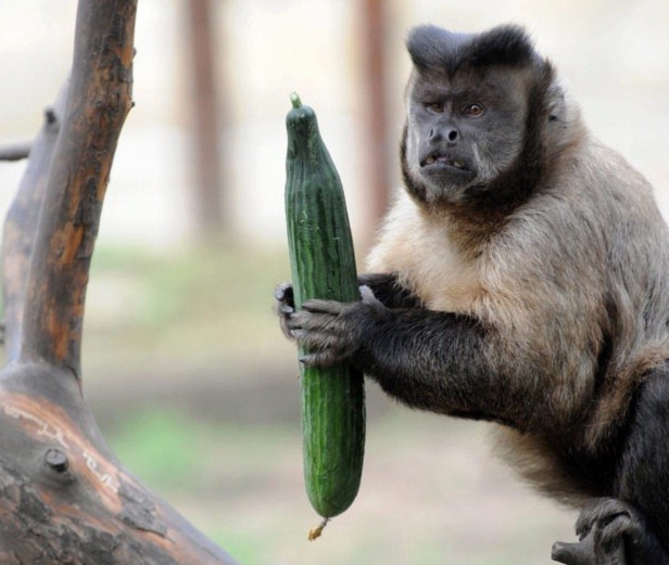 Loài khỉ mũ ở vườn thú Debrecen, Hungary.