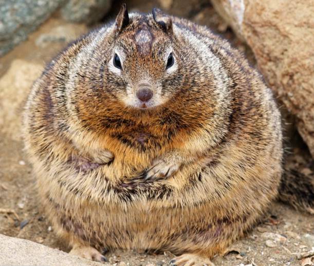 Sóc béo có cân nặng gấp đôi kể từ khi khách đến công viên cho nó ăn.