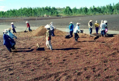Trung Quốc ồ ạt gom nông sản Việt: Coi chừng nông dân bị lừa