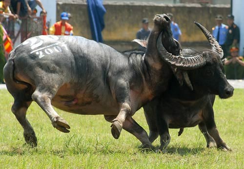 Những lễ hội 