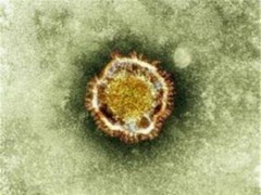 Hình ảnh virus corona qua kính hiển vi.