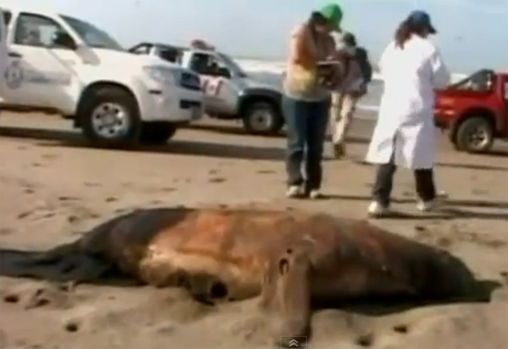 Các nhân viên môi trường thu thập dữ liệu về xác một con vật trên bờ biển Lambayeque hôm 23/2. Ảnh: Sky News.