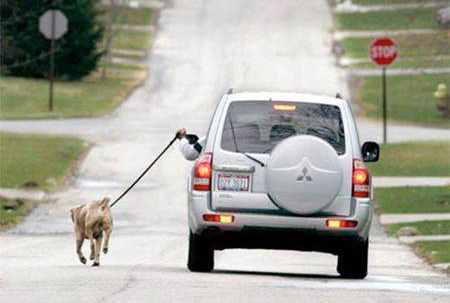 Dắt chó đi dạo bằng xe hơi.