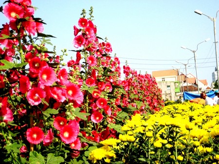 Mãn đình hồng và cúc vàng thi nhau khoe sắc.