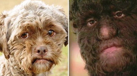Chú chó có khuôn mặt khá giống với người sói 