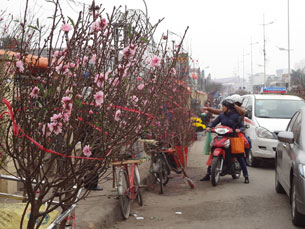 Người trồng hoa đem đào lên bán Tết ở trung tâm thành phố Hà Nội hôm 24/01/2013.