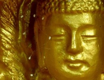 Hoa trên tượng Phật: Hoa Ưu Đàm Bà La được trông thấy nở trên tượng Phật trong thiền viện Tu Di Sơn ở Suncheon, Hàn Quốc vào tháng 2 năm 2005.