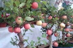 images109