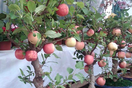Một cây táo cảnh Phúc Lộc có giá giao động từ 2,5 - 3 triệu đồng