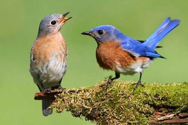 Những biểu hiện y hệt con người của động vật 7 Những biểu hiện y hệt con người của động vật 7