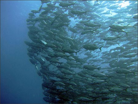 10 thế giới ngầm tuyệt đẹp dưới lòng biển sâu, Du lịch, Du lich bien Thai Lan, the gioi ngam, dao similan, Thai Lan, du lich, du lich viet nam, du lich the gioi, du lich 2012, kinh nghiem du lich, du lich chau au, du lich chau a, kham pha the gioi, dia diem du lich