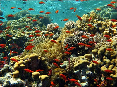10 thế giới ngầm tuyệt đẹp dưới lòng biển sâu, Du lịch, Du lich bien Thai Lan, the gioi ngam, dao similan, Thai Lan, du lich, du lich viet nam, du lich the gioi, du lich 2012, kinh nghiem du lich, du lich chau au, du lich chau a, kham pha the gioi, dia diem du lich
