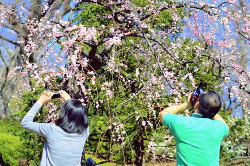 Ngắm hoa mơ giữa xứ hoa anh đào, Du lịch, hoa mo, xu so suong mu, du lich Nhat Ban, du lich, phong canh, phong cảnh dep, du lich the gipi, hoa anh dao