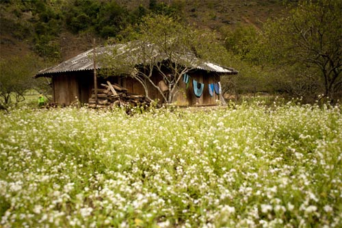 Cao nguyên Mộc Châu đẹp mơ màng, Du lịch, du lich moc chau, moc chau, mua hoa cai, du lich, phong canh, phong canh dep, canh dep the gioi, cao nguyen moc chau