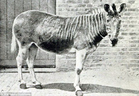 Ngựa vằn Quagga, từng sống ở Nam Phi, đã tuyệt chủng trong tự nhiên từ năm 1870. Cá thể cuối cùng được nuôi dưỡng cũng đã chết vào năm 1883.