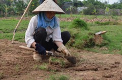 Cỏ nhung Nhật Bản dễ trồng, cho giá trị thu hoạch cao hơn so với cây lúa. Ảnh: DV