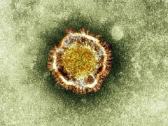 Hình ảnh virus corona