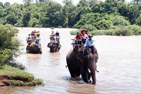 voi, khách du lịch, chết, giết hại, kiệt sức, Kon Tum