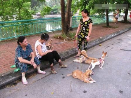 Nghề lạ: Dắt chó thuê, đọc sách mướn