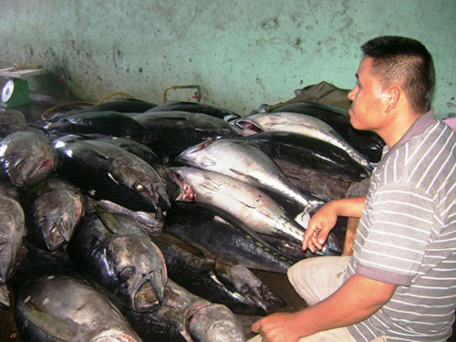 Cá ngừ đại dương khai thác đầy hầm nhưng ngư dân chẳng vui vì không đủ bù phí tổn