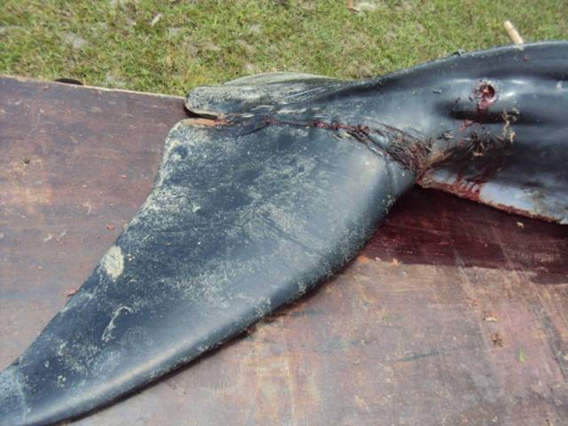 Những vết thương rất mới ở phần đuôi con cá voi tội nghiệp này