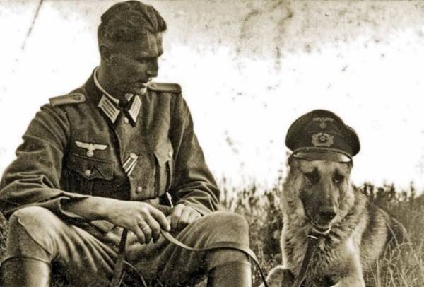 Điều ít được biết về đội quân chó biết nói của Hitler 1