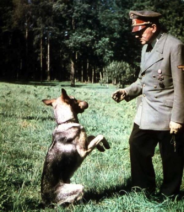 Điều ít được biết về đội quân chó biết nói của Hitler 2