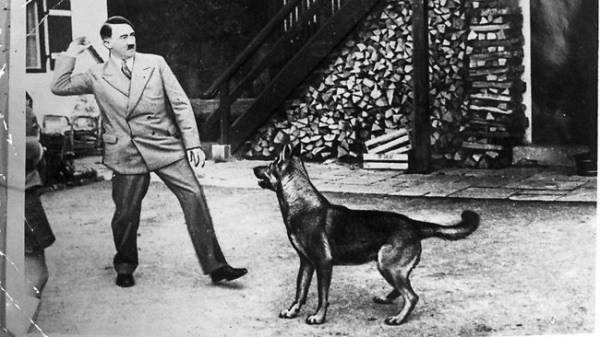 Điều ít được biết về đội quân chó biết nói của Hitler 4