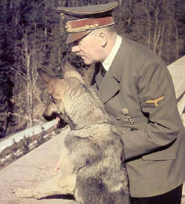 Điều ít được biết về đội quân chó biết nói của Hitler 8