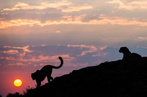 Nhiếp ảnh gia ghi lại hình ảnh ẩn tượng về hai con báo đang đi về phía mặt trời.