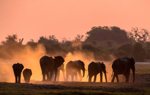 Những con voi ở khu vực gần sông Chobe, Botswana.