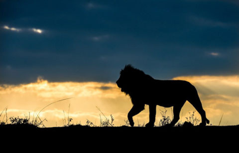 Con sư tử đang rình con mồi ở khu hoang dã của Nam Phi.