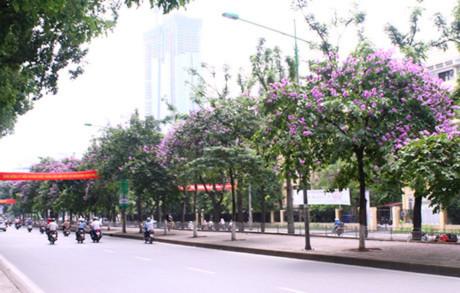 Con phố Kim Mã rợp bóng bằng lăng