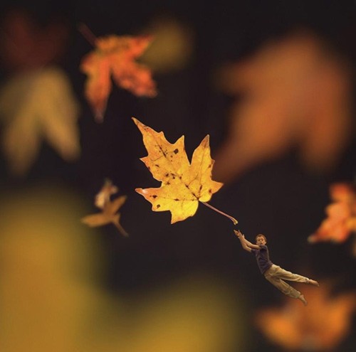 Fiddle oak, ảnh, little folk