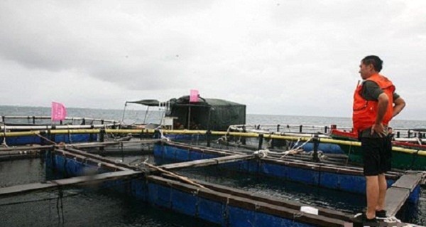 
Trung Quốc đã xây dựng trái phép hệ thống hồ nuôi cá lồng...