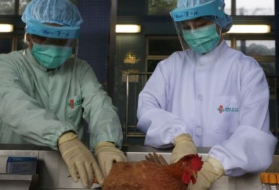 Nhân viên y tế xét nghiệm máu một con gà ở Hong Kong, ngàu 11 tháng 4, 2013.