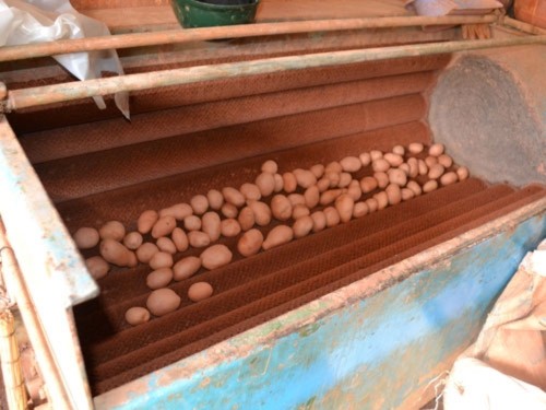 Nhập máy,  Trung Quốc,  Nhập máy Trung Quốc,  nhuộm khoai tây,  khoai tây,  rửa khoai tây,  khoai tây Trung Quốc