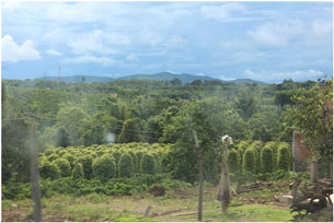 Nông dân Tây Nguyên trồng tiêu ở tỉnh Gia Lai, ảnh chụp trước đây. RFA PHOTO.