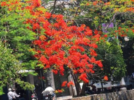 Ta có thể dễ dàng tìm thấy những tán phượng rực đỏ một màu trên rất nhiều con đường phố Huế
