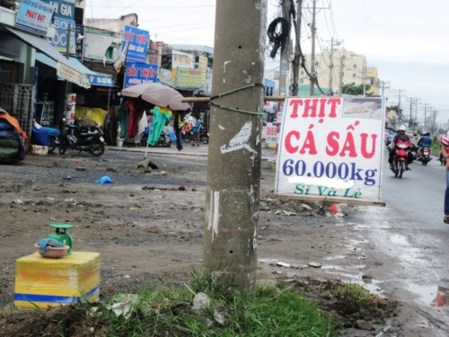 cá sấu