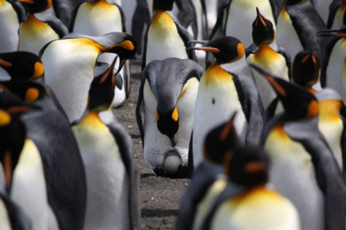 Đến Nam Cực- xứ sở của chim cánh cụt, Du lịch, nam cuc, chim canh cut, dia danh dep, du lich, du lich the gioi, canh dep, phong canh dep, anh thien nhien, anh phong canh, wallpaper, hinh anh dep, bao, tin tuc, hinh dep