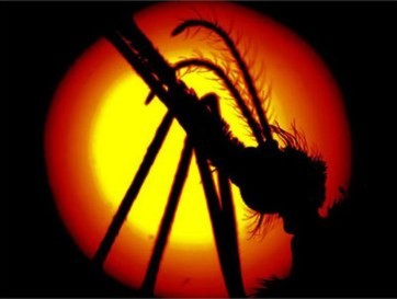 Muỗi là một nhóm sinh vật thuộc lớp côn trùng hợp thành họ Culicidae, bộ hai cánh (Diptera). Chúng có một đôi cánh vảy, một đôi cánh cứng, thân mỏng, các chân dài. Muỗi đực hút nhựa cây và hoa quả để sống, muỗi cái hút thêm máu người và động vật.