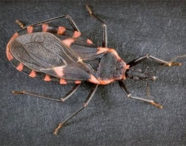 Theo các nhà khoa học, loại bọ xít hút máu người thường sống ở vùng trung du. Ở Việt Nam, loài côn trùng nguy hiểm này từng xuất hiện tại các thành phố lớn như: Hà Nội, Hải Phòng và Đà Nẵng.
