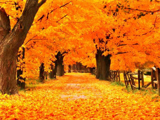 Giải mã bí ẩn "mùa thu lá rơi vàng"