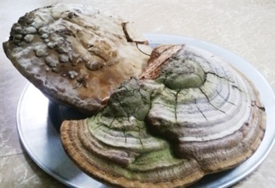 Hai cây nấm linh chi nặng 3,6kg. Hai cây nấm linh chi nặng 3,6kg.