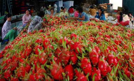 Thanh long Việt Nam là mặt hàng được thị trường Mỹ ưa chuộng. Thanh long Việt Nam là mặt hàng được thị trường Mỹ ưa chuộng.