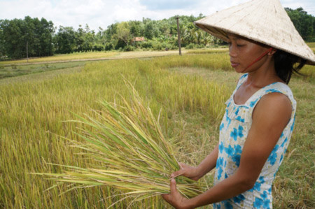 Chị Trương Thị Thẩm bên ruộng lúa mất 3 tháng chăm sóc,nhưng không hạt. 