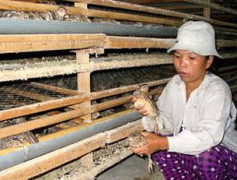 Chủ nhân trại nuôi chim cút phải thường xuyên kiểm tra tình hình sức khỏe của đàn chim
Courtesy laodong.com