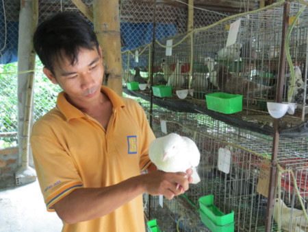 Anh Thắng kiểm tra sức khỏe chim bồ câu. Anh Thắng kiểm tra sức khỏe chim bồ câu.